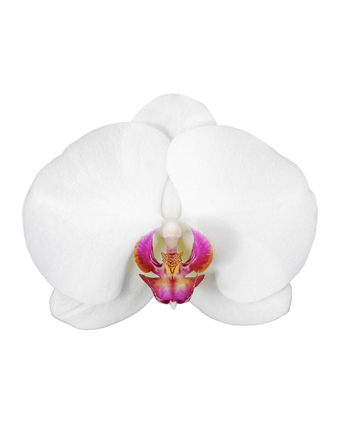 Phalaenopsis Hermonie Single Branched White Orchid (100 Pieces FOB) - Image 3