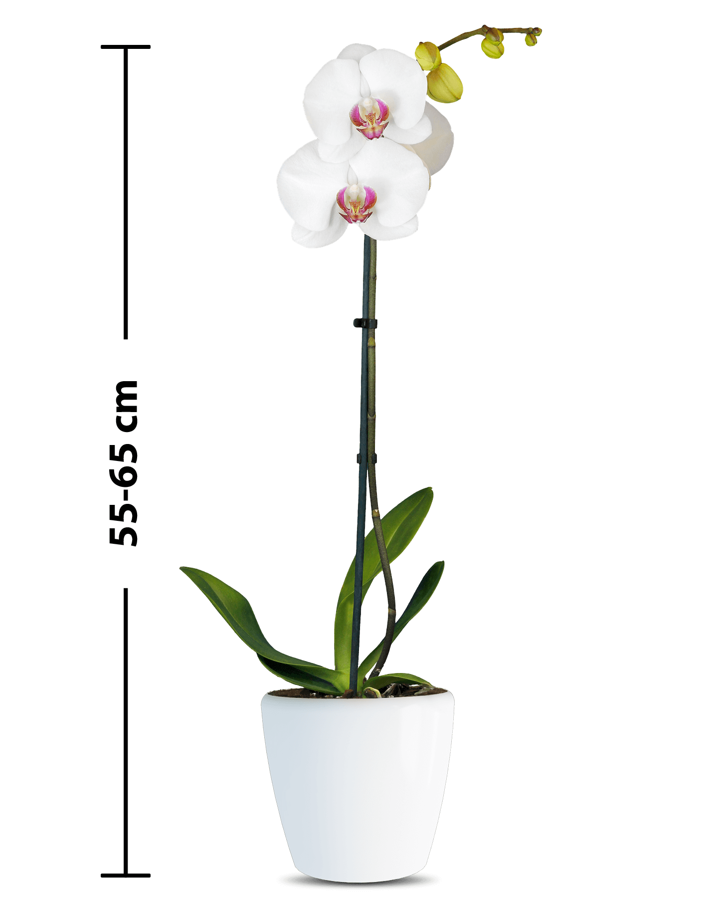 Phalaenopsis Hermonie Single Branched White Orchid (100 Pieces FOB) - Image 2