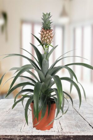 Ananas Comosus (50 Pieces FOB)
