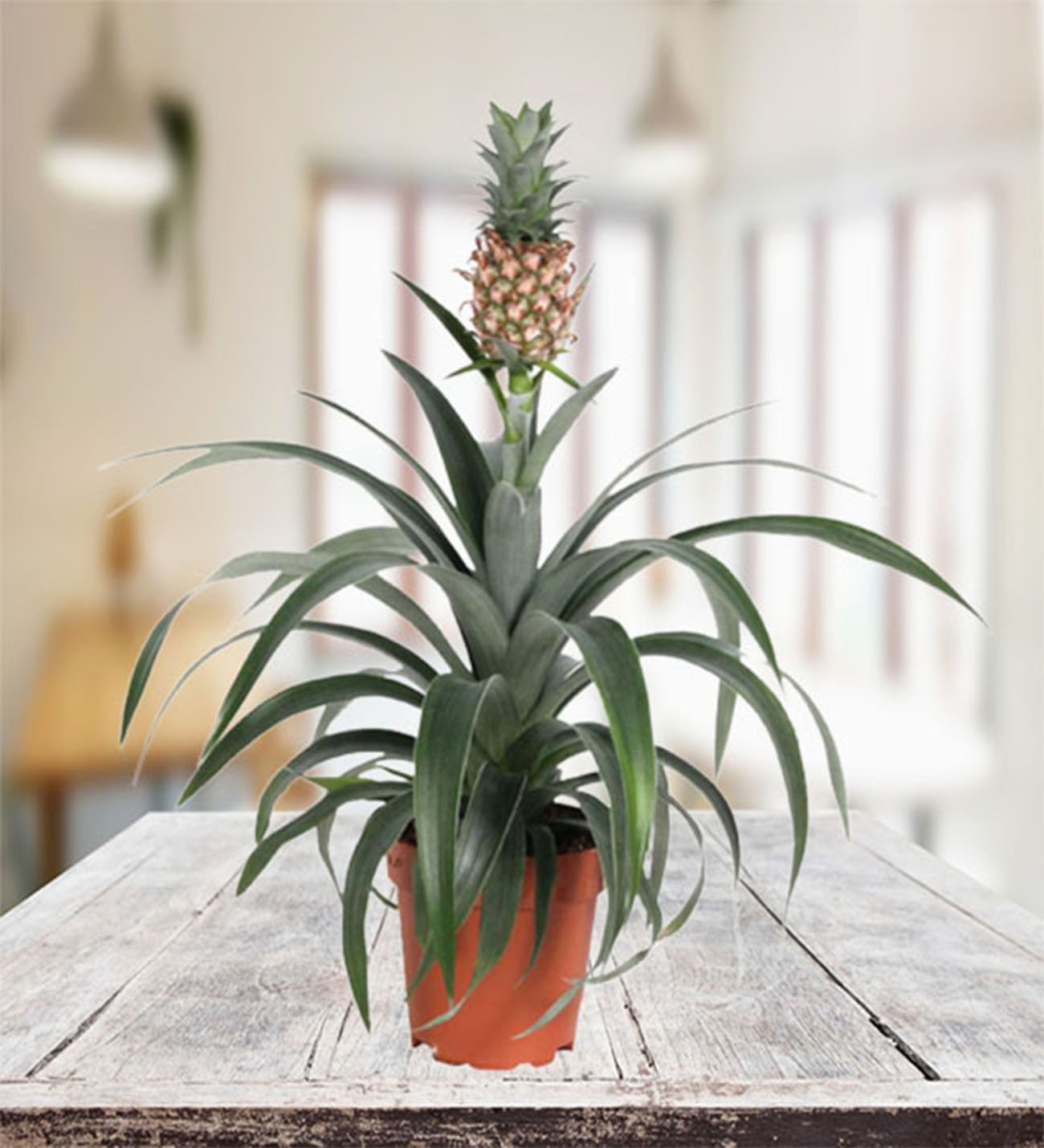 Ananas Comosus (50 Pieces FOB)