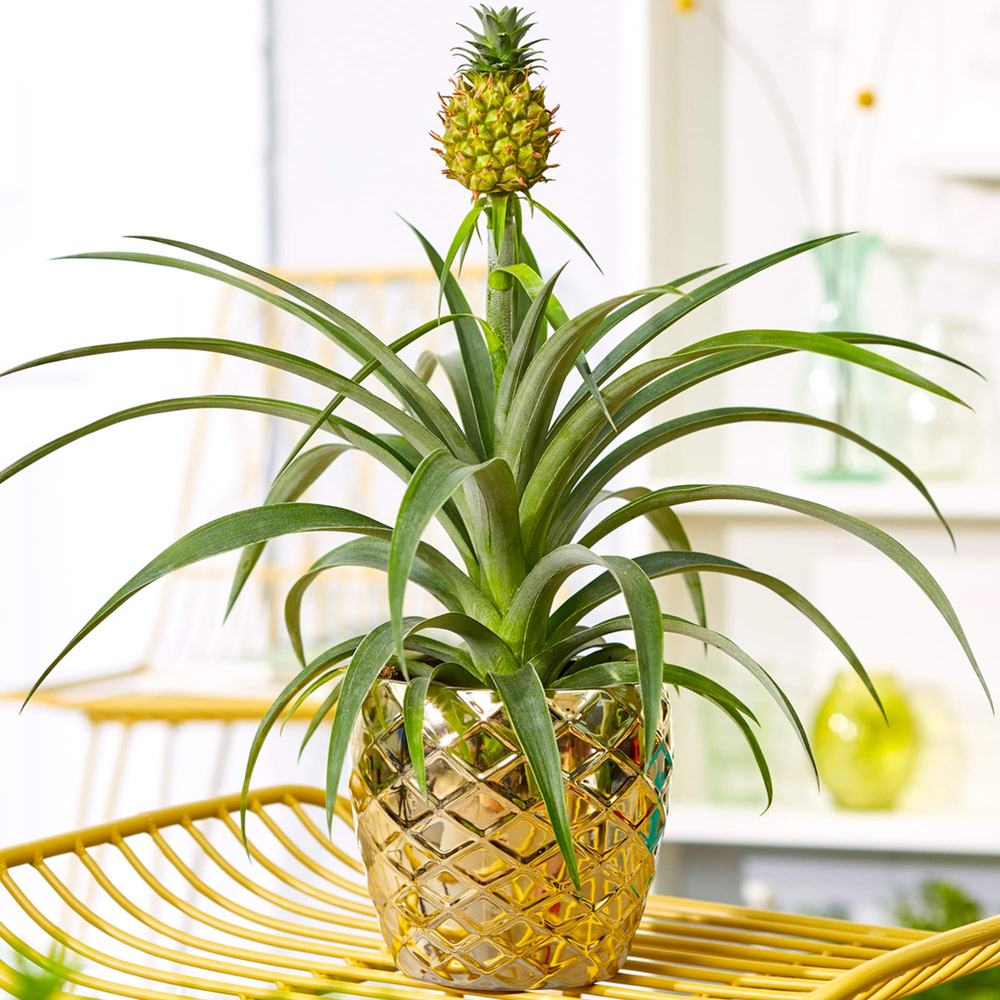 Ananas Comosus (50 Pieces FOB) - Image 3
