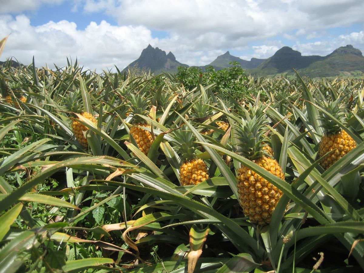 Ananas Comosus (50 Pieces FOB) - Image 2