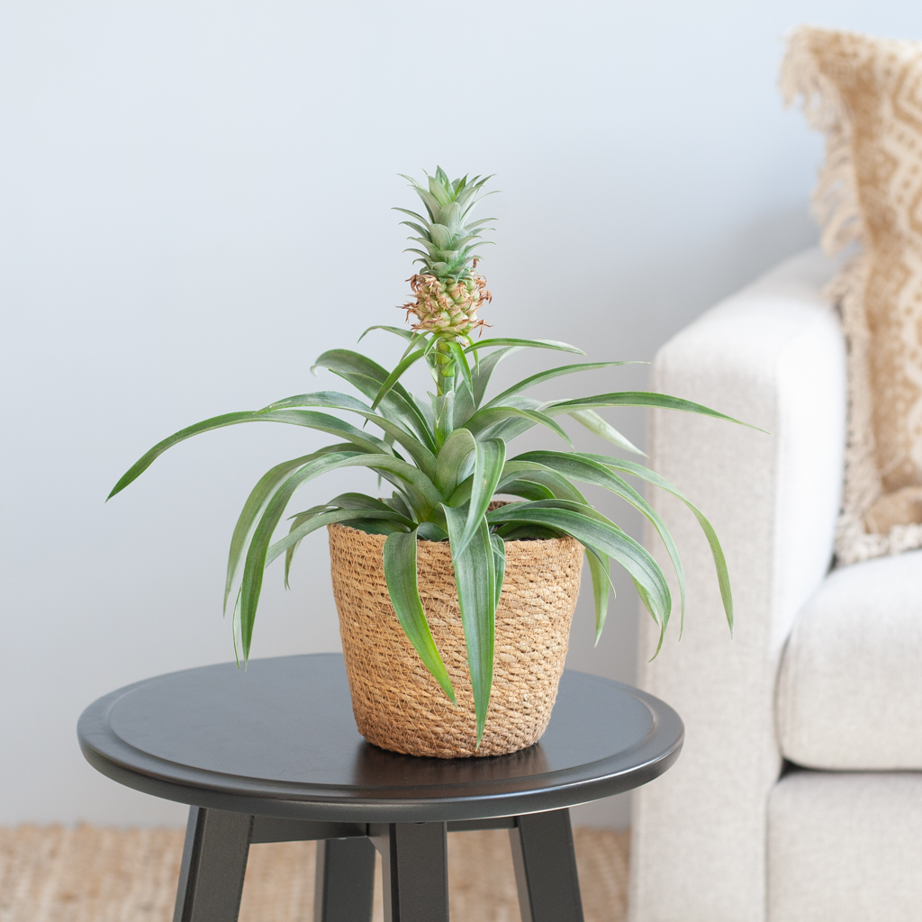 Ananas Comosus (50 Pieces FOB) - Image 5