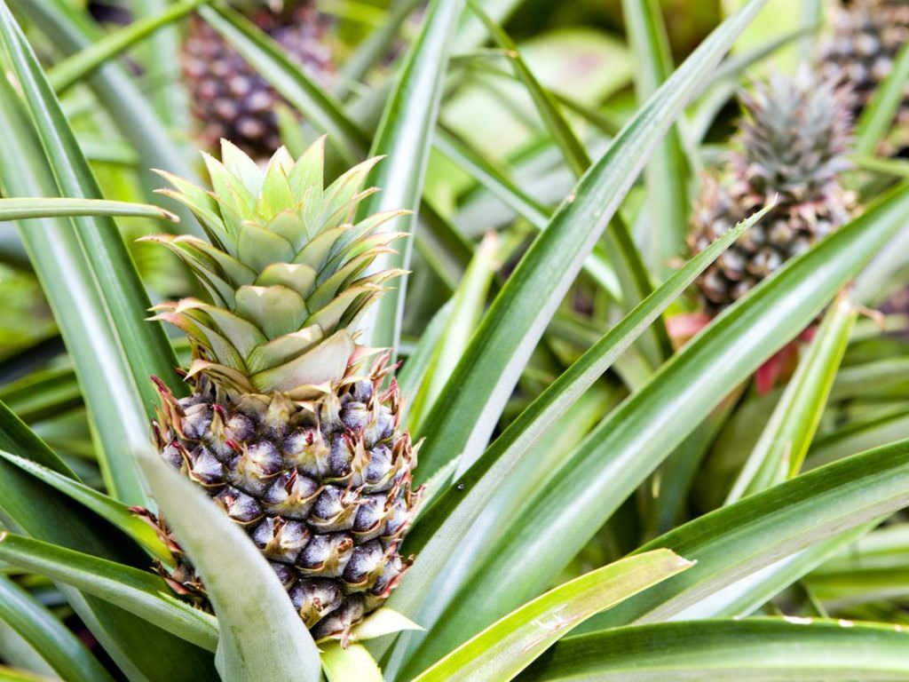 Ananas Comosus (50 Pieces FOB) - Image 4