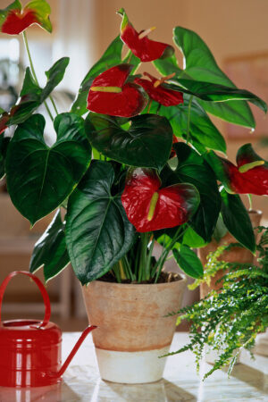 Anthurium Arizona (50 Pieces FOB)