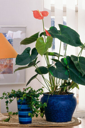 Anthurium Scherzer (50 Pieces FOB)