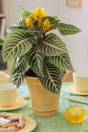 Aphelandra Squarrosa (50 Pieces FOB)