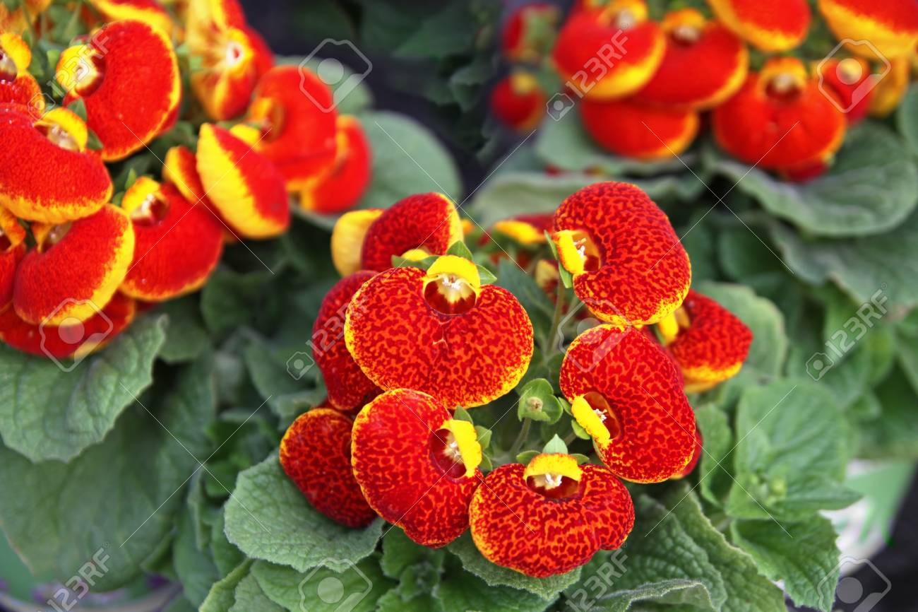 Calceolaria X Herb (50 Pieces FOB) - Image 4