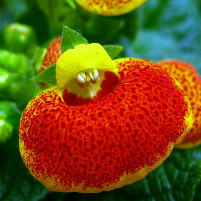 Calceolaria X Herb (50 Pieces FOB) - Image 3