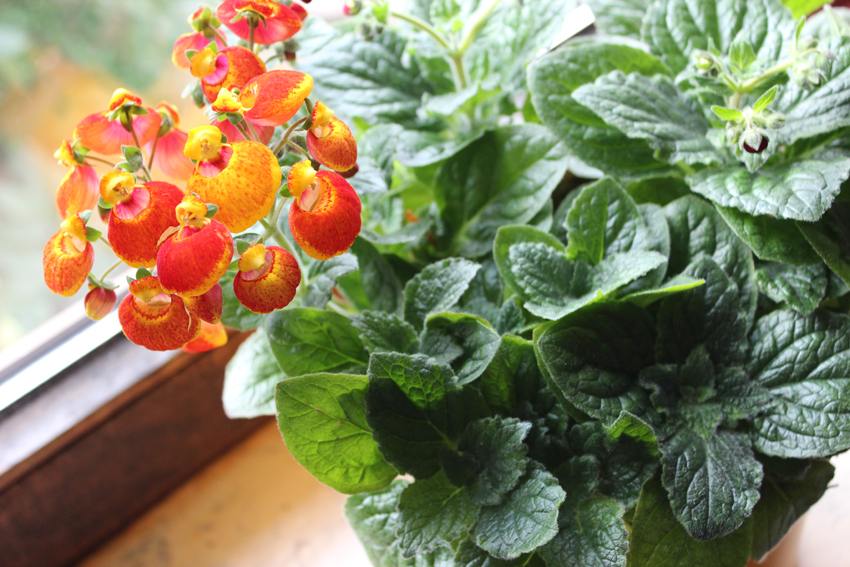 Calceolaria X Herb (50 Pieces FOB) - Image 2