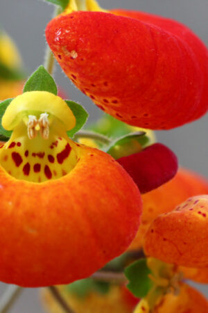 Calceolaria X Herb (50 Pieces FOB)