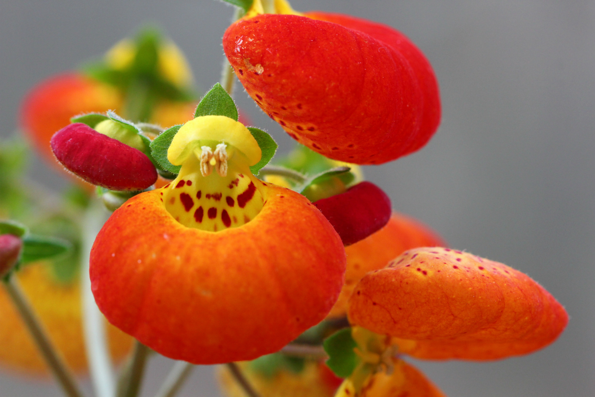 Calceolaria X Herb (50 Pieces FOB)