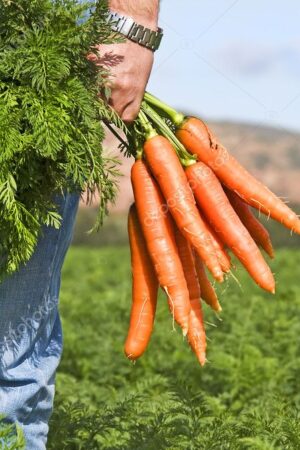 Carrots
