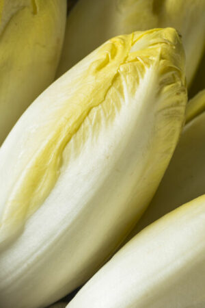 White Chicory / White Endive