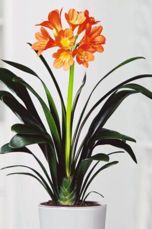 Clivia Miniata (50 Pieces FOB)