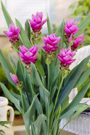 Curcuma Alismatifolia (50 Pieces FOB)