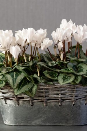 Cyclamen (50 Pieces FOB)