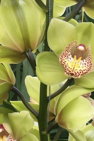 Cymbidium (50 Pieces FOB)