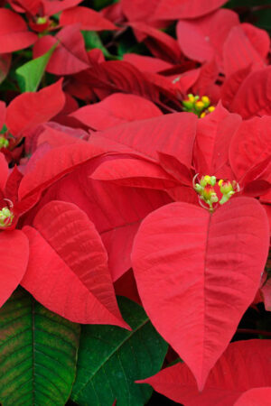 Euphorbia Pulcherrima (50 Pieces FOB)