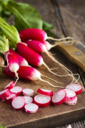 French Breakfast Radish