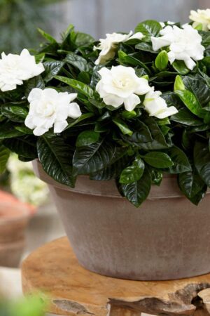 Gardenia Jasminoid (50 Pieces FOB)
