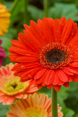 Gerbera (50 Pieces FOB)