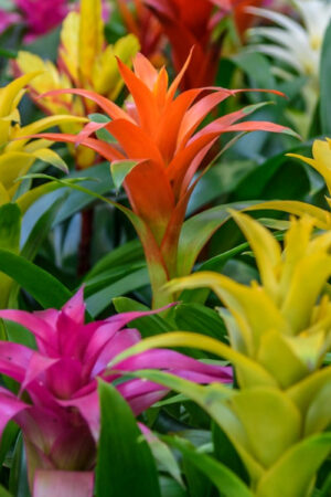Guzmania (50 Pieces FOB)