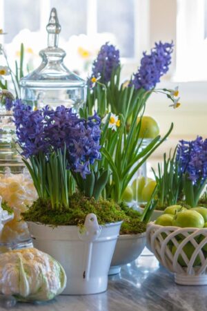 Hyacinthus Orienta (50 Pieces FOB)