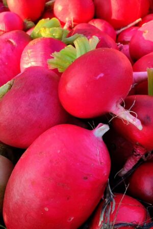 Kadirli (Red) Radish