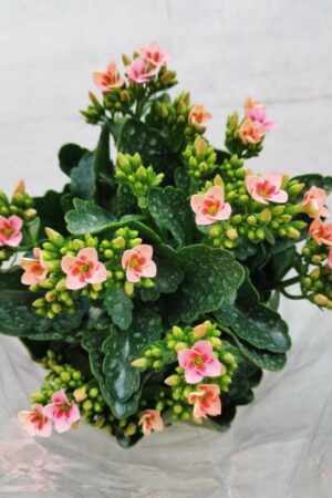 Kalanchoe Blossfel (50 Pieces FOB)