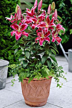 Lilium (50 Pieces FOB)