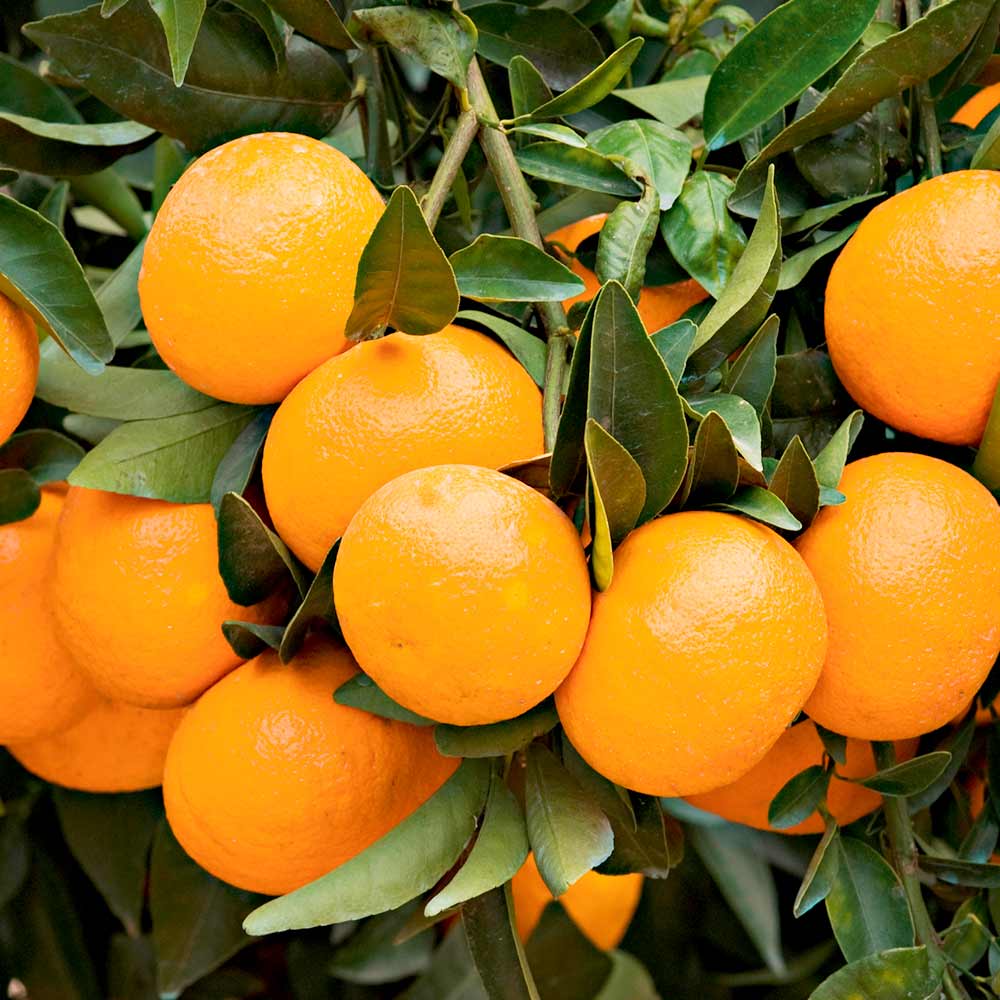 Mandarins - Image 7