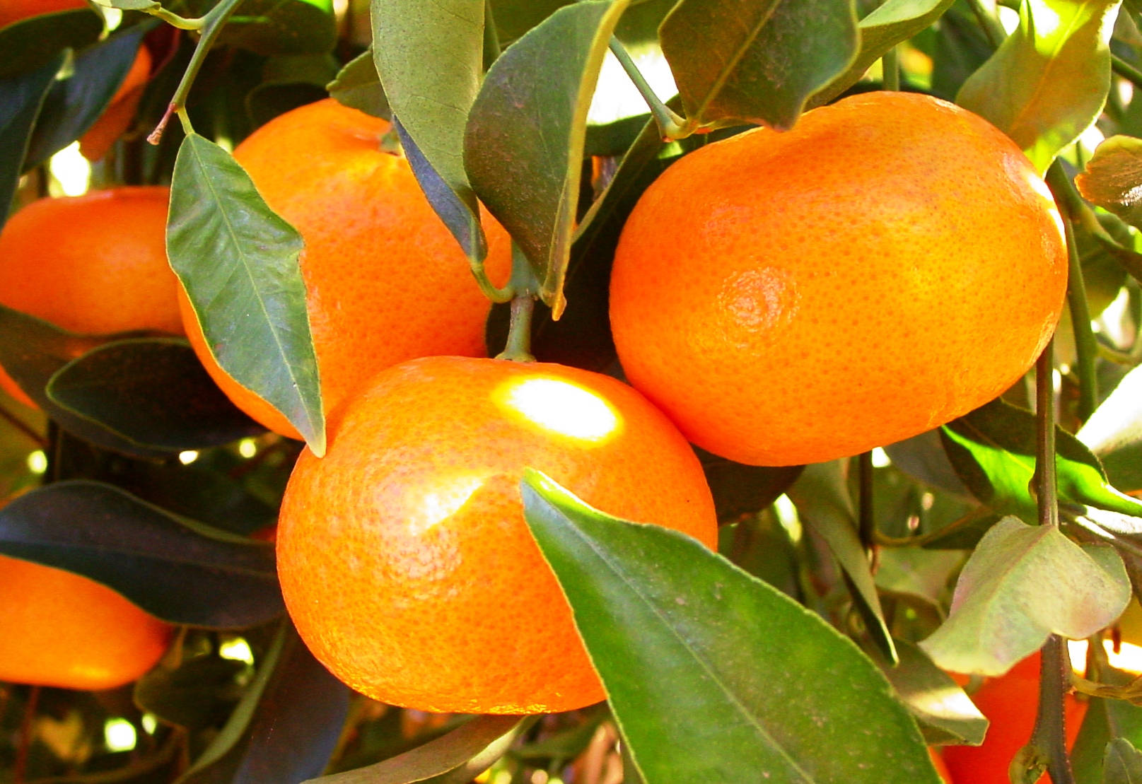 Mandarins - Image 3