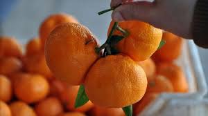 Mandarins - Image 5