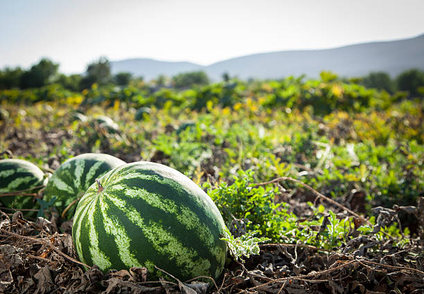 Watermelon - Image 3