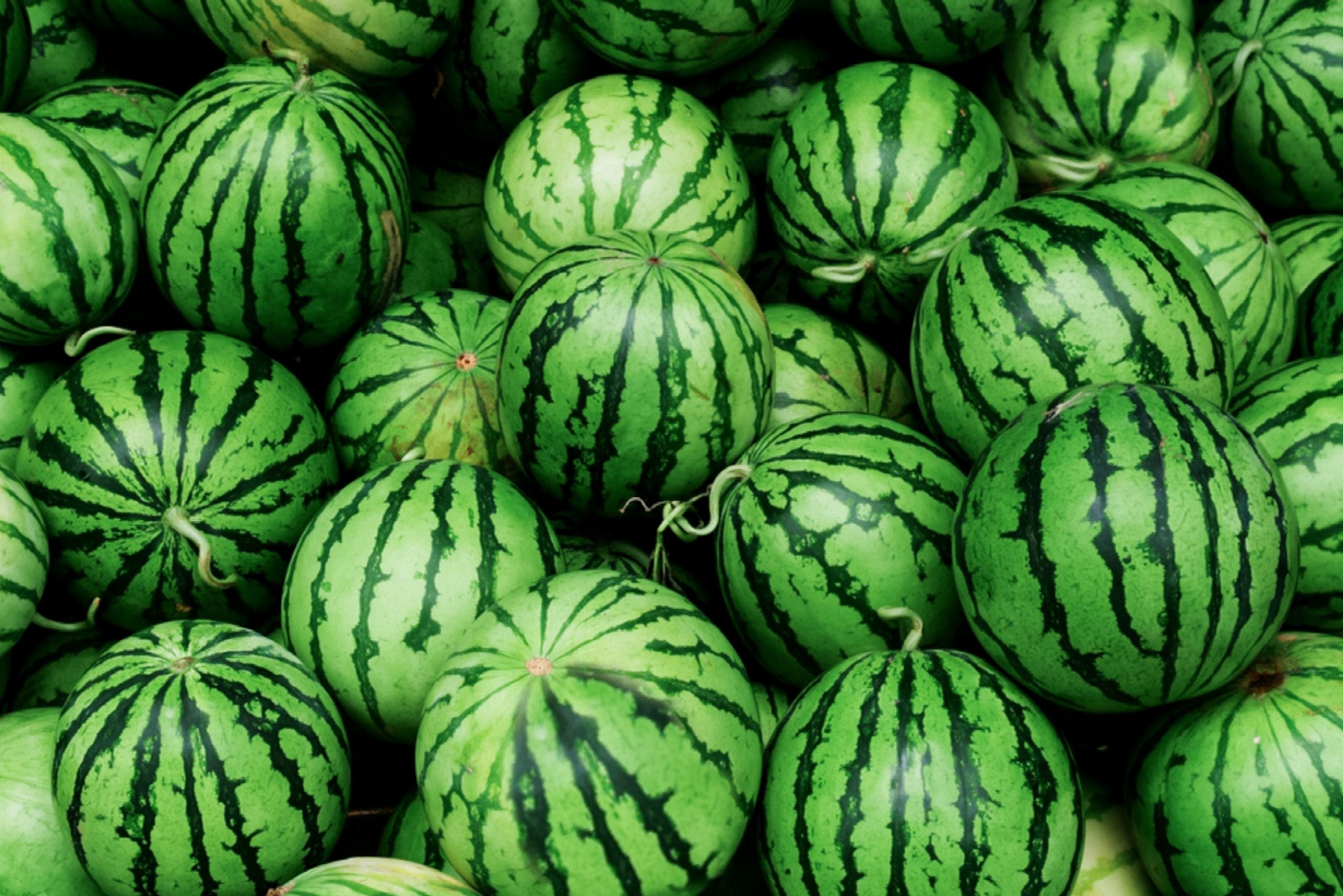Watermelon - Image 4