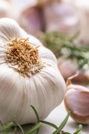 White (Hardneck) Garlic