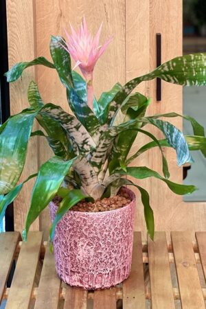 Aechmea Fasciata (50 Pieces FOB)