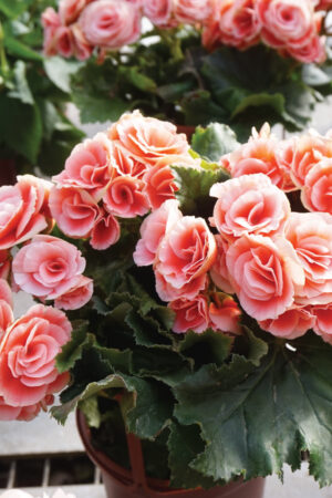 Begonia elatior-Hy (50 Pieces FOB)